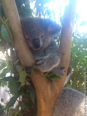 Le koala trop mignon !